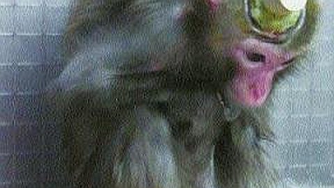 4918 Singes Exportés Depuis Maurice Entre Janvier et Juin 2014