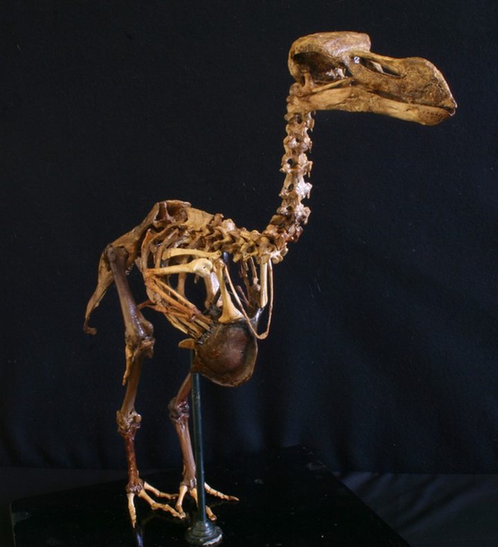 Un squelette de dodo vendu à plus de Rs 15 million