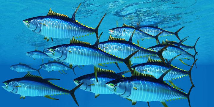 Decimation of yellowfin tuna stocks