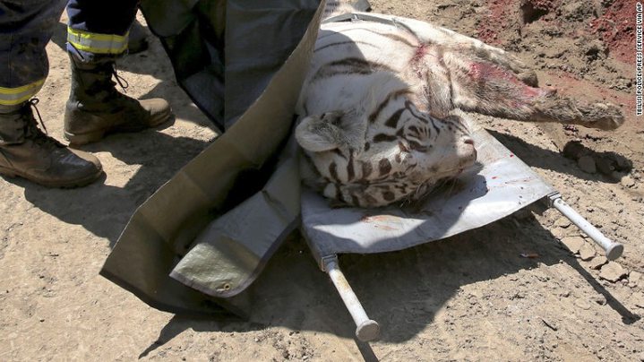 Escaped Zoo Tiger Kills Man in Tbilisi, Georgia