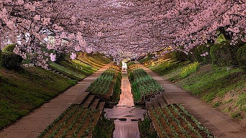 Picture of the Day: Yokohama Cherry Blossoms in Bloom