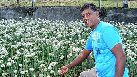 Agriculture: Onion "Spinning" Endangered