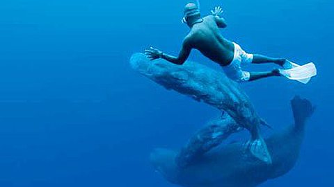 Dances With Whales in Mauritius 