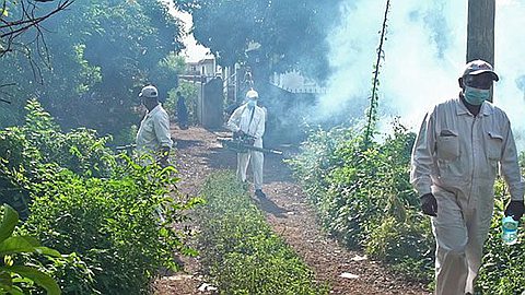 Dengue: Pas de Traitement Mais Près D’une Semaine de Maladie