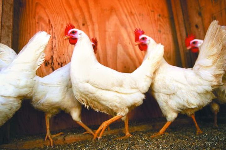 Export Potential Of 40,000 Tons Of Chicken