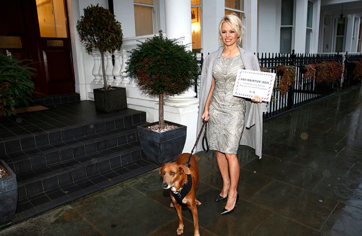 Pamela Anderson Delivers the Pleas of Thousands...