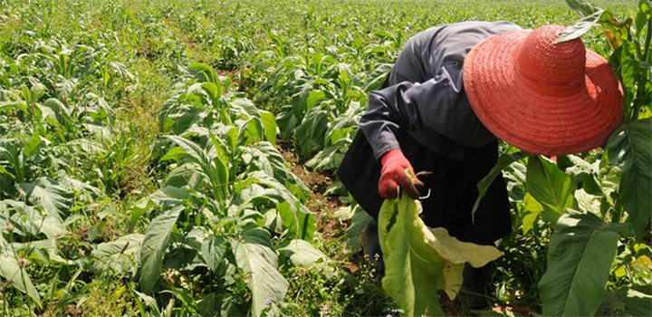 Tobacco Growers Demanded Consultations...