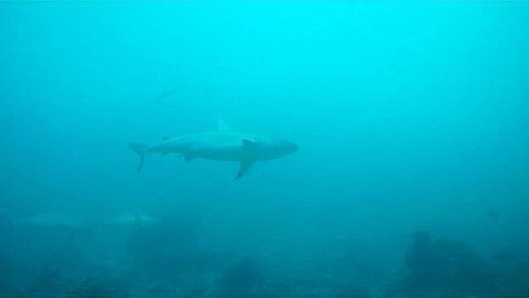 Shark Spotted at La Passe Canon