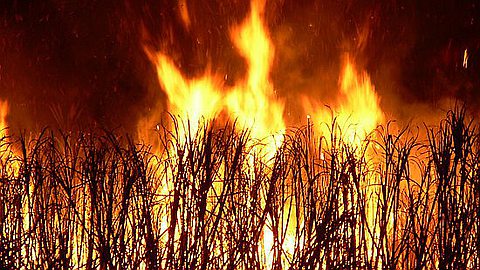Three cases of fire were reported in sugarcane during the last 2 years in Mauritius