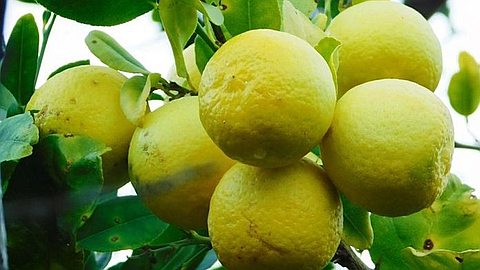 Reorganization of the Rodrigues lemon production sector