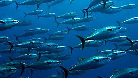 Ocean Economy: Until August 30 to Submit Proposals