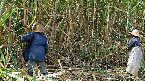 Sugar Sector: Signing the Agreement Endorsing the Merger of Supporting Institutions