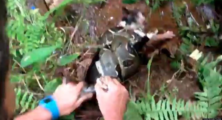 Video of the Day: Man Saves Cat from Boa