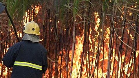 Two Fields of Cane Fires at Flacq