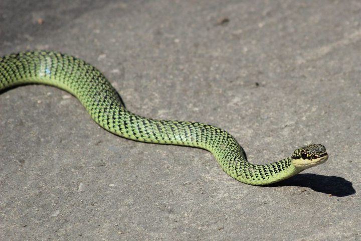 Un serpent “mildly venomous” aperçu ...