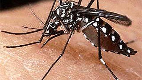Dengue and Malaria: Carriers Come Mainly from India and Africa