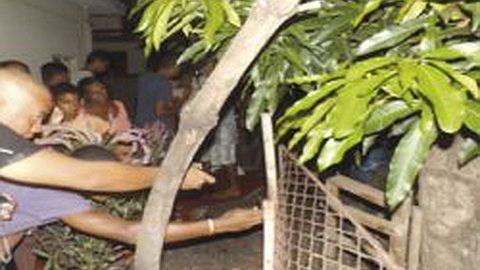The Face of Christ Appears on a Mango Tree in Mauritius