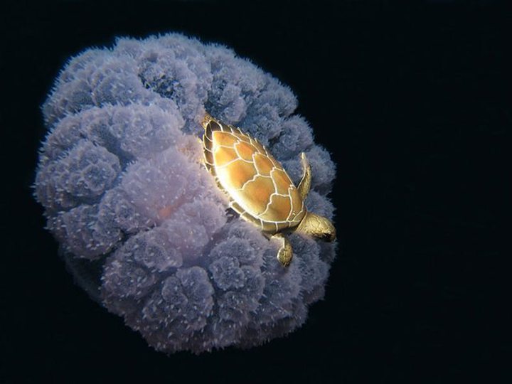 Picture of the Day: Turtle Riding a Jellyfish