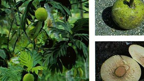 Angst about Food Security Pushes Mauritius towards Bread Fruit Cultivation