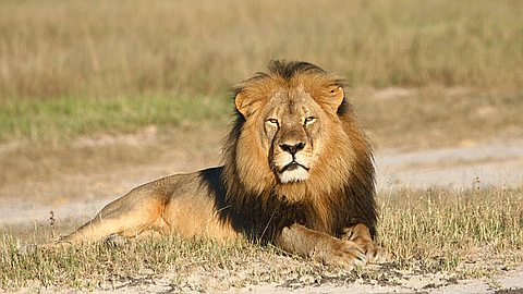 Zimbabwe Officials Say Another American Illegally Killed a Lion in an Authorized Hunt