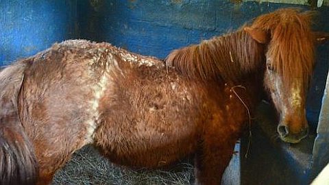 Maltraitance Alléguée de Chevaux: «Pas Malades, Juste Vieux», dit la SIC