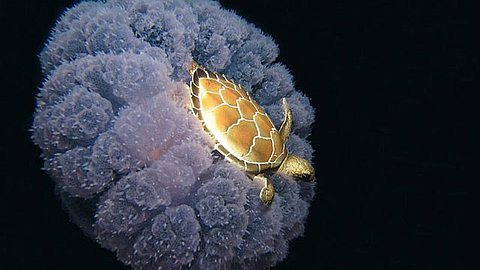 Picture of the Day: Turtle Riding a Jellyfish