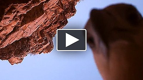 Video of the Day: Eagle Steals Camera Near Crocodile Meat Trap