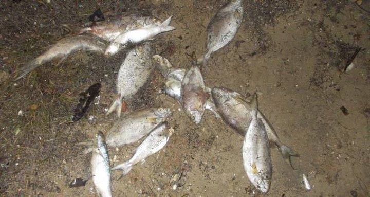 Mystery Around Dead Fish in Case-Noyale