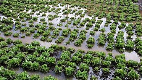 Heavi Rains : Food Crops Affected 30%