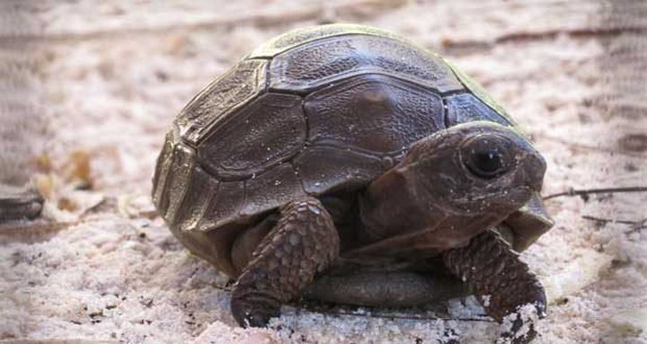 Pamplemousses Garden Sells 11 Baby Turtles