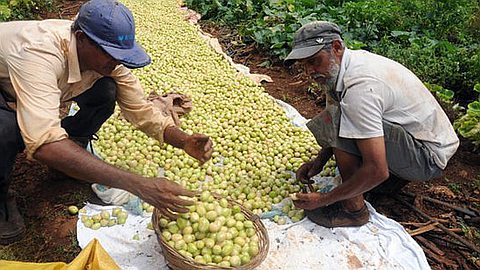 VAT: Rebate Program on Agro Equipment Coming Into Operation