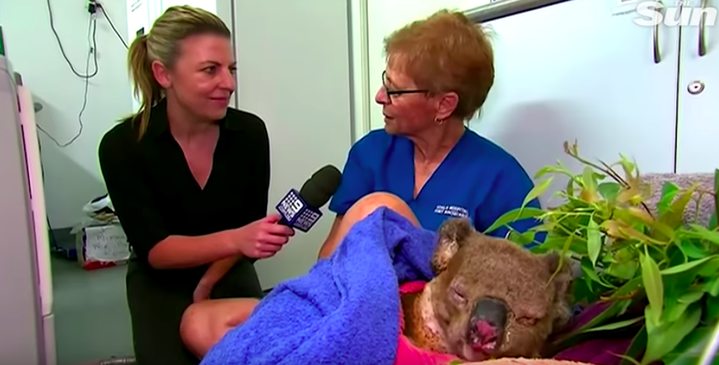 Koala rescued from Australia bushfire is reunited 