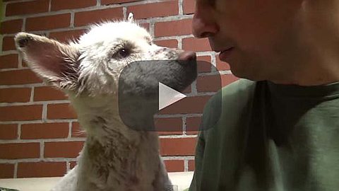 Video of the Day: Rescue of a Homeless Dog Living in a Trash Pile
