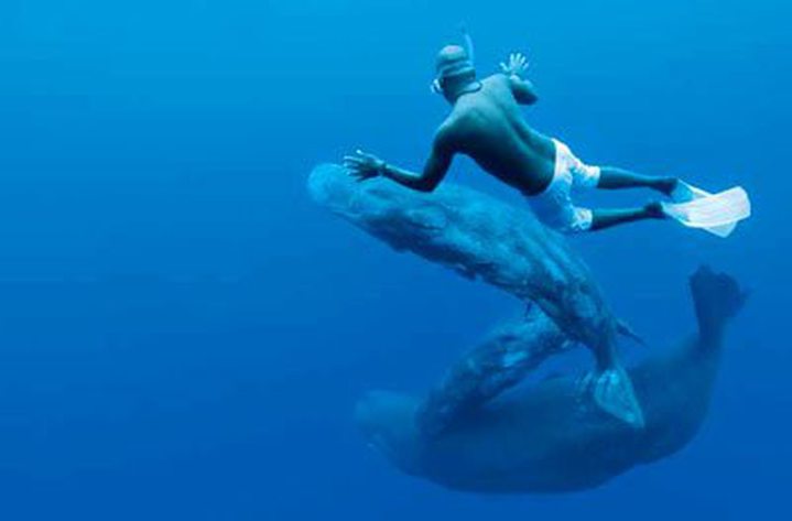 Dances With Whales in Mauritius 