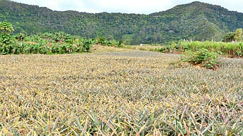 Camp-de-Masque-Pavé: au royaume des «zanana»