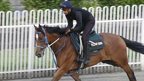 Doping: Two Horses in the Maigrot Stable Tested Positive