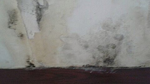 Family horrified when £6,500 dream holiday to Mauritius turns into rat-infested nightmare