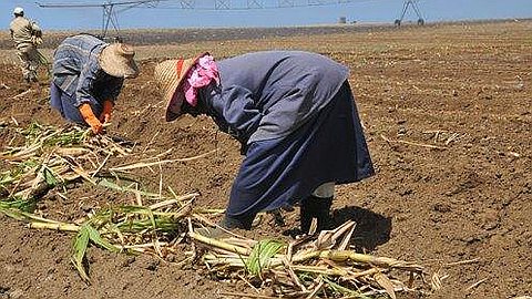 Italy Recruits a Hundred Of Mauritians