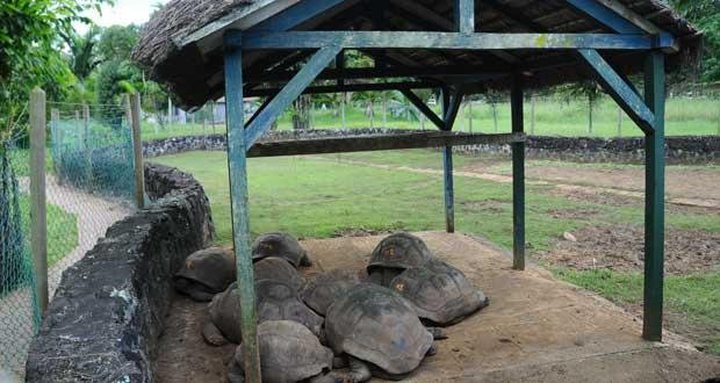 40 Turtles Stolen from Pamplemousses Garden