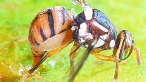 Agriculture: Mauritius Feared an Attack of Fruit Flies
