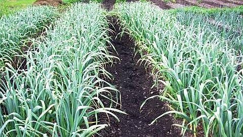 Alimentation: la Production d’Ail en Pleine Ebullition