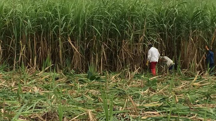farmers cutting sugar cane Anil Ghuburrun doesn't expect his son to continue farming sugar cane