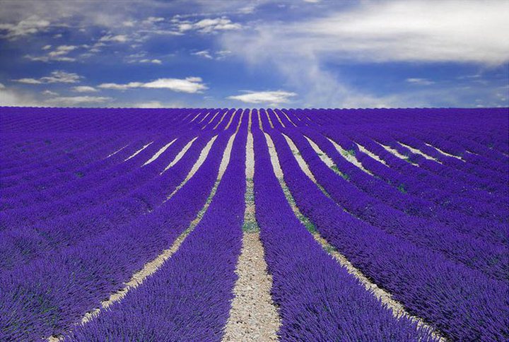 Picture of the Day: Fields of Lavender in Provence