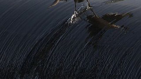 Picture of the Day: Coolest Duck. Ever