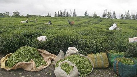 Secteur théier: Kuanfu-Tea s’intéresse à des terrains à Curepipe et Bois-Chéri