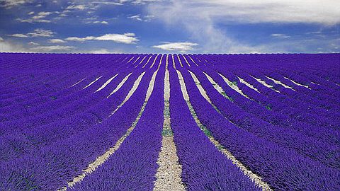 Picture of the Day: Fields of Lavender in Provence, France