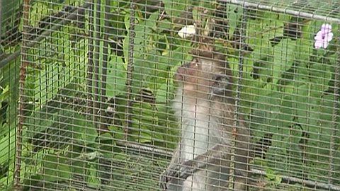 En Trois Ans: Maurice a Exporté pour Rs 2 Milliards de Primates