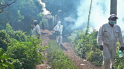 Dengue : 37 cas enregistrés dans la capitale