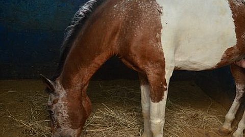 Domaine Les Pailles: les Chevaux Mieux Traités