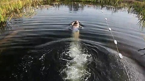 Video of the Day: How To Make a DIY Natural Swimming Pool